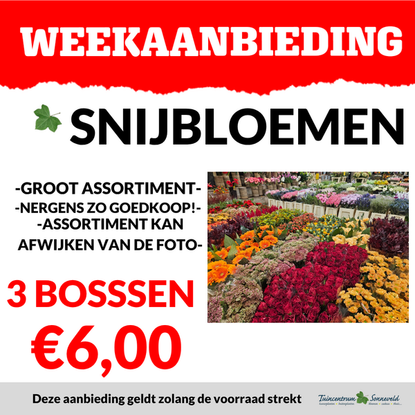 SNIJBLOEMEN 3 BOSSEN VOOR €6,00
