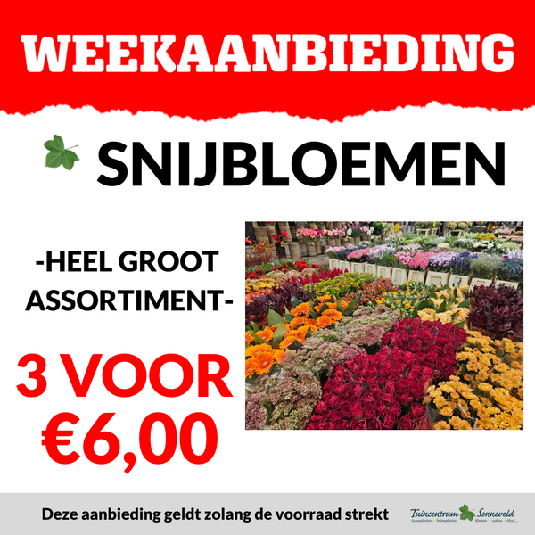 SNIJBLOEMEN 3 VOOR €6,00