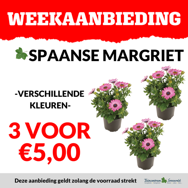 SPAANSE MARGRIET 3 VOOR €5,00