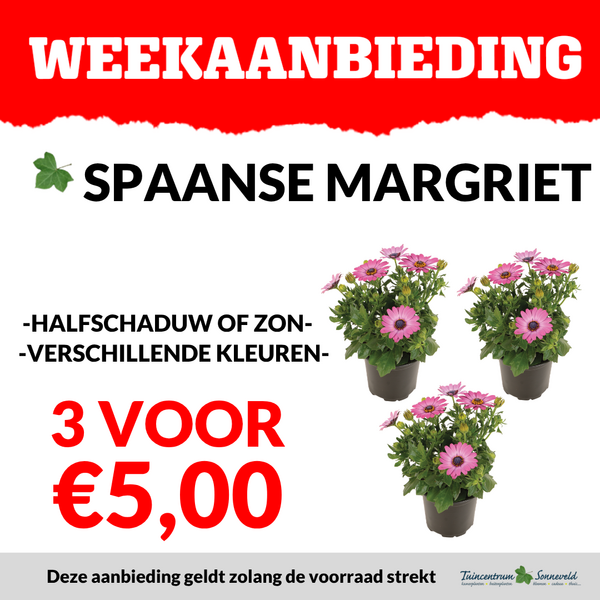 SPAANSE MARGRIET 3 VOOR €5,00