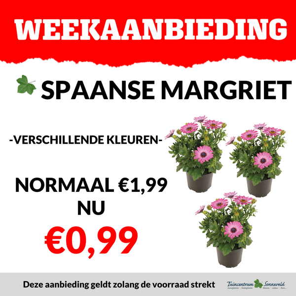 spaanse margriet €0,99
