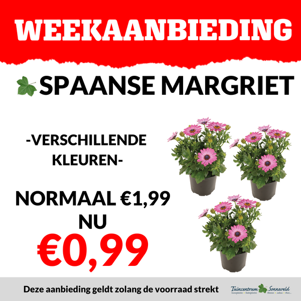 SPAANSE MARGRIET €0,99