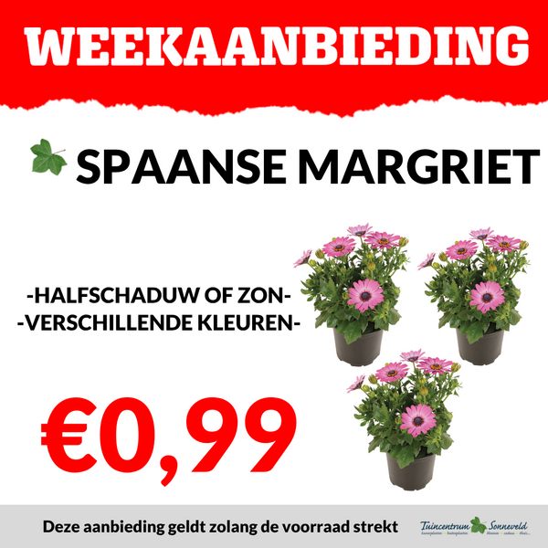 SPAANSE MARGRIET €0,99
