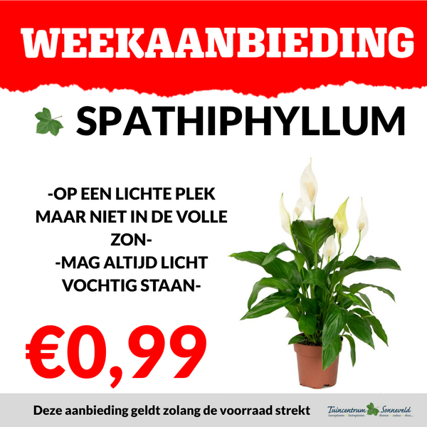 SPATHIPHYLLUM €0,99