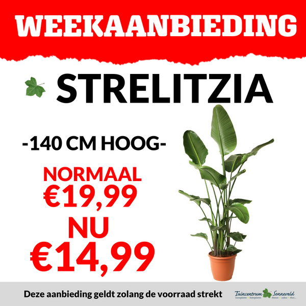 STRELITZIA €14,99