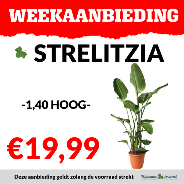 STRELITZIA €19,99