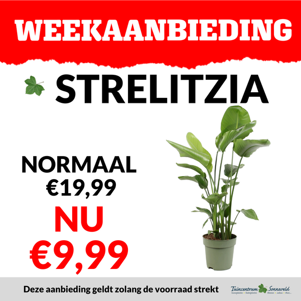 STRELITZIA €9,99