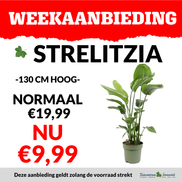 STRELITZIA €9,99
