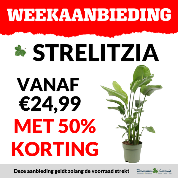 STRELITZIA VANAF €24,99