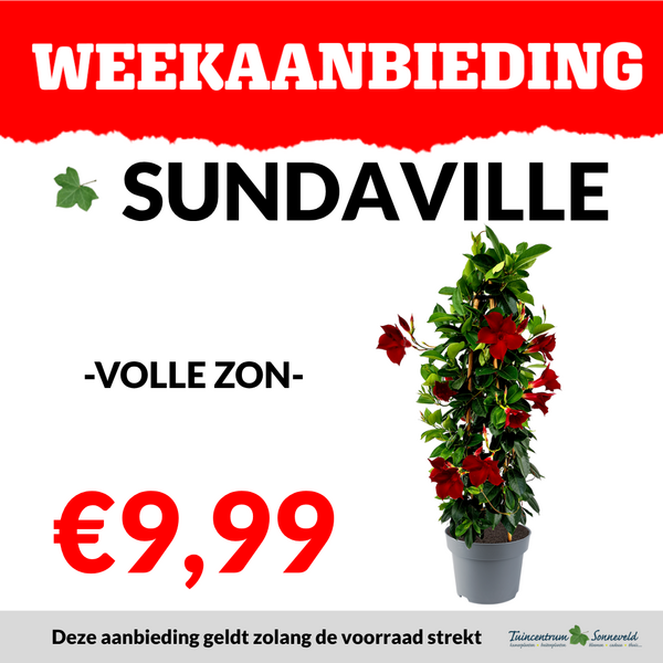 SUNDAVILLE €9,99