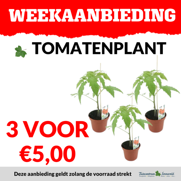 TOMATENPLANTEN 3 VOOR €5,00