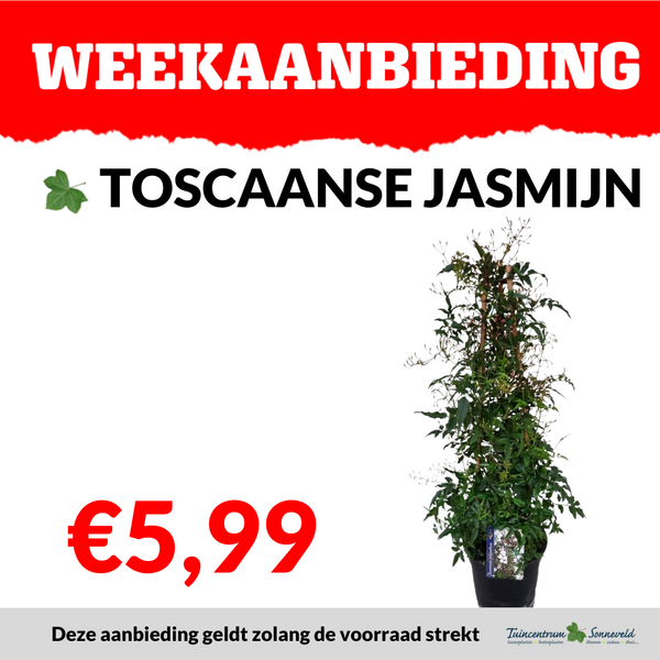 TOSCAANSE JASMIJN €5,99