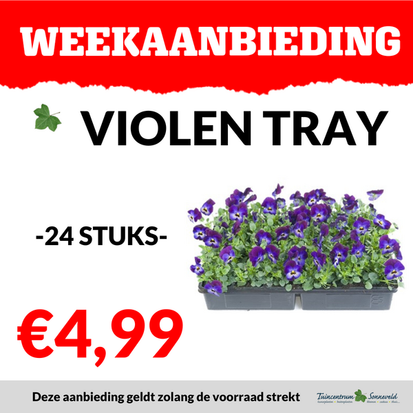 TRAY VIOLEN €4,99