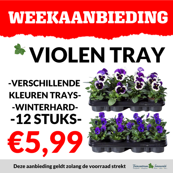 TRAY VIOLEN €5,99