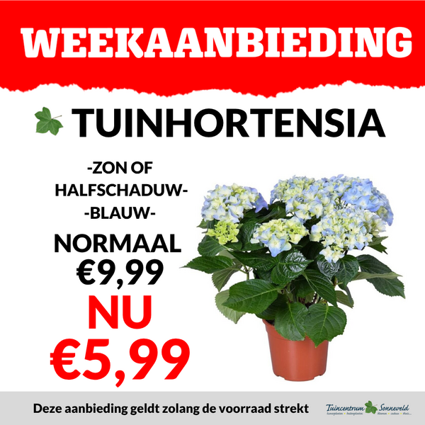 TUINHORTENSIA €5,99