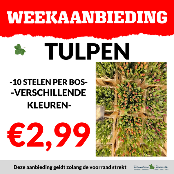 TULPEN €2,99