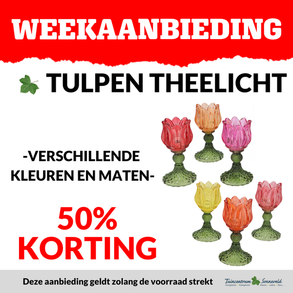 TULPEN THEELICHTJES 50% KORTING