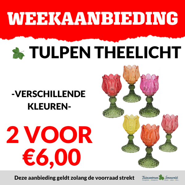TULPEN WINDLICHT 2 VOOR €6,00