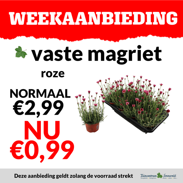 vaste margriet €0,99