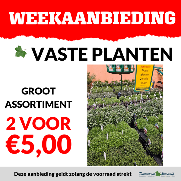 VASTE PLANTEN 2 VOOR €5,00