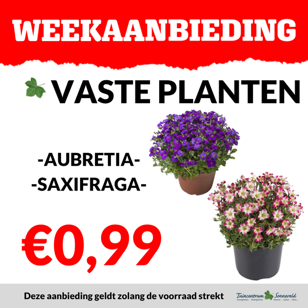 VASTE PLANTEN €0,99