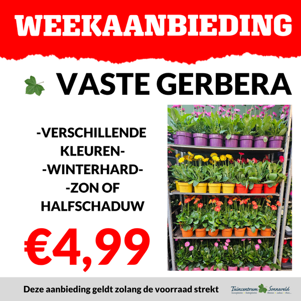 VATSE GERBERA €4,99