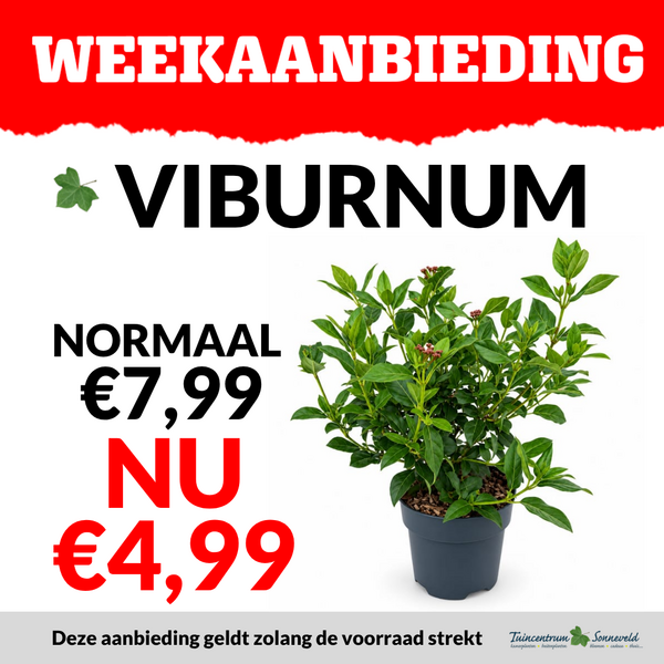 VIBURNUM €4,99
