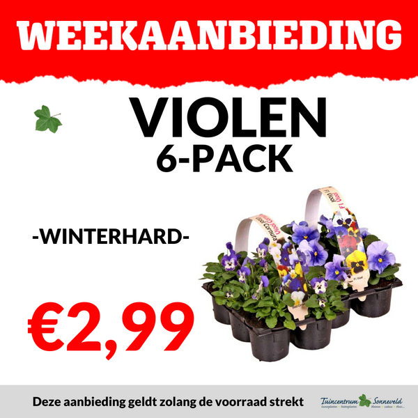 VIOLEN 6 PACK €2,99