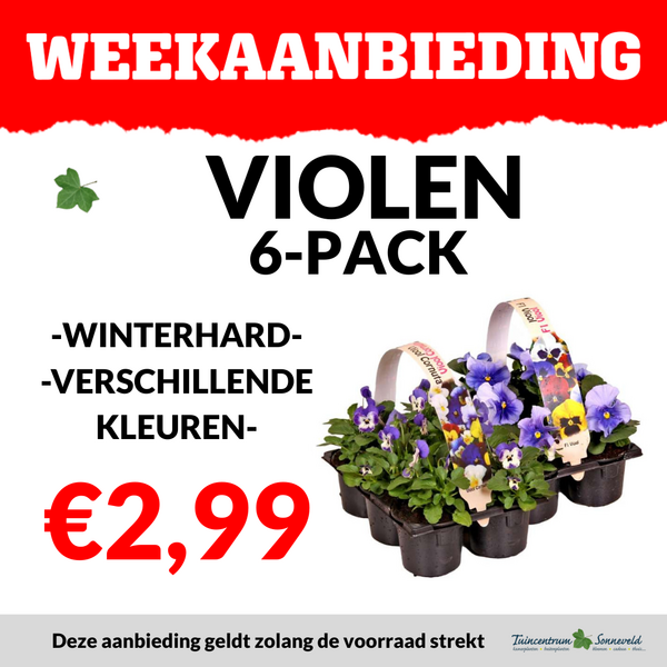 VIOLEN 6-PACK €2,99