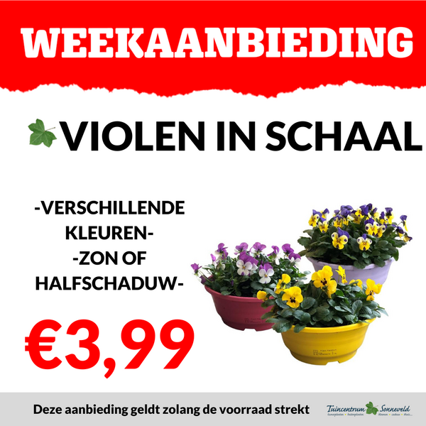 VIOLEN IN SCHAAL €3,99