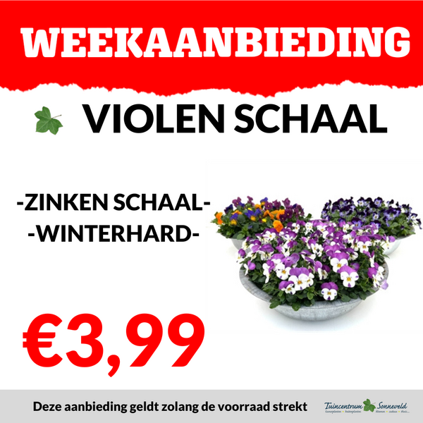 VIOLEN IN ZINKEN SCHAAL €3,99