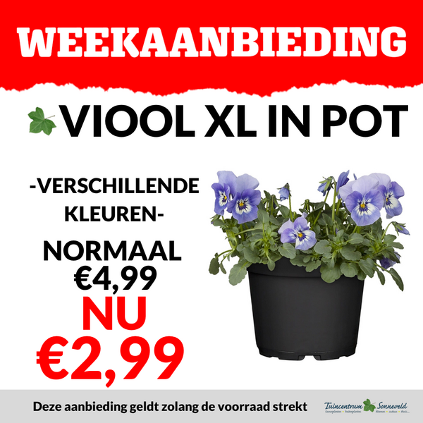 VIOLEN POT €2,99