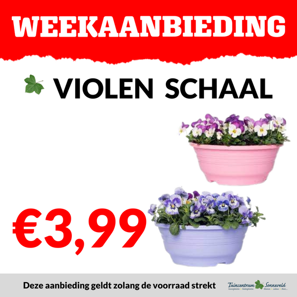 VIOLEN SCHAAL €3,99