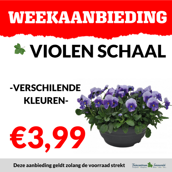 VIOLEN SCHAAL €3,99