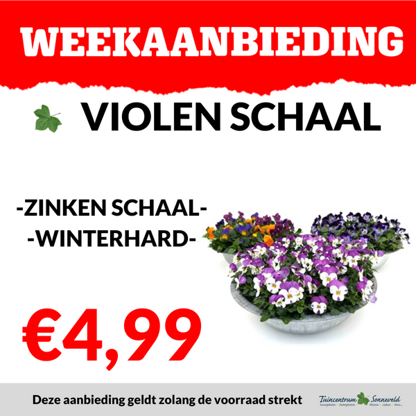 VIOLEN ZINKEN SCHAAL €4,99