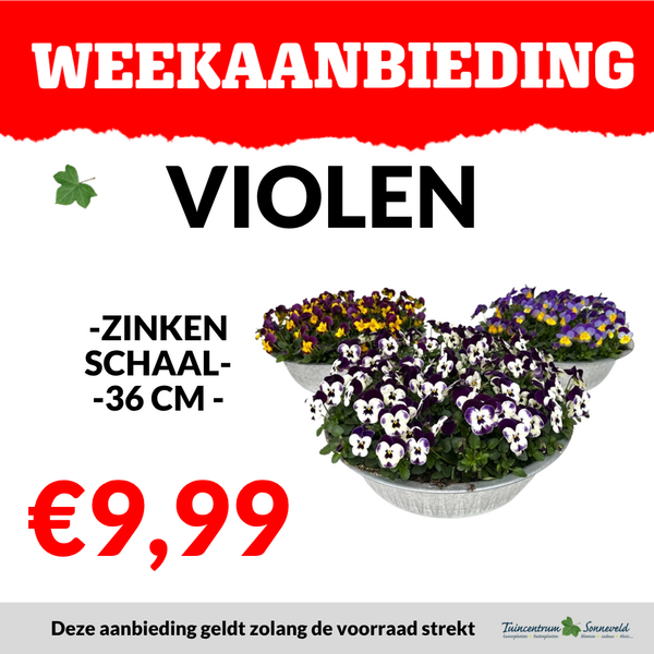 VIOLEN ZINKEN SCHAAL €9,99