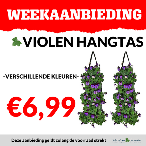 VIOOL IN HANGTAS €6,99