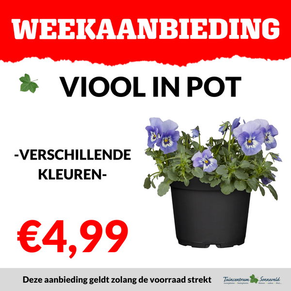 VIOOL IN POT €4,99