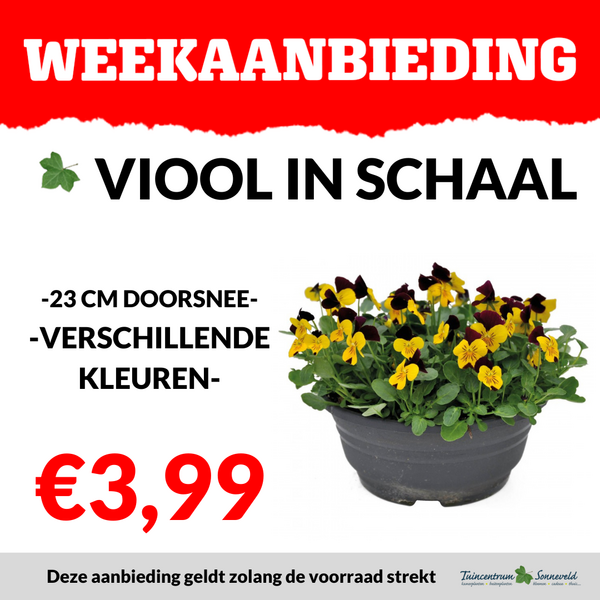 VIOOL IN SCHAAL €3,99