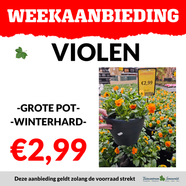 VIOOL POT €2,99