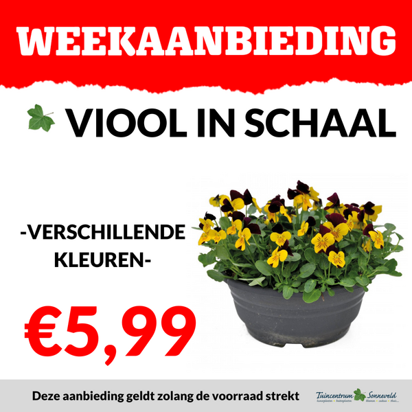 VIOOL SCHAAL €5,99
