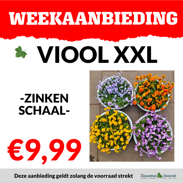 VIOOL ZINKEN SCHAAL €9,99