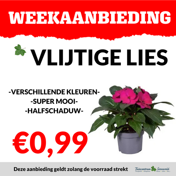 VLIJTIGE LIES €0,99