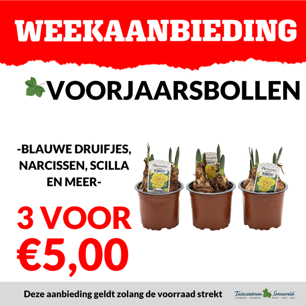 VOORJAARSBOLLEN 3 VOOR €5,00