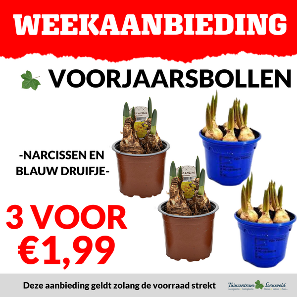 VOORJAARSBOLLETJES 3 VOOR €1,99