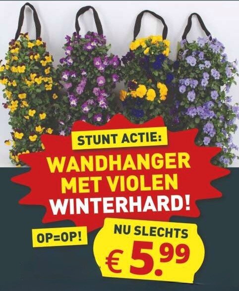 wandhanger violen €5,99
