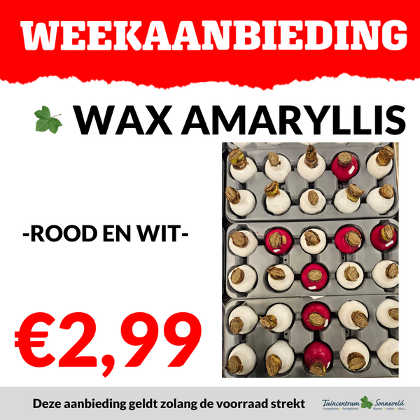 WAX AMAARYLLIS €2,99