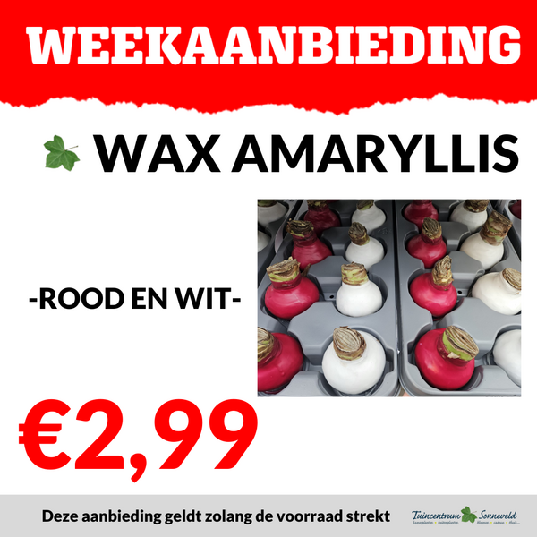 WAX AMARYLLIS €2,99