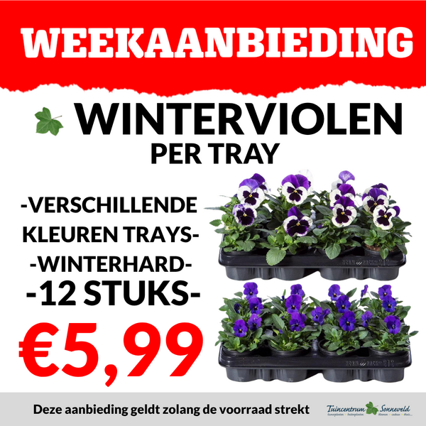 WINTERVIOLEN TRAY €5,99