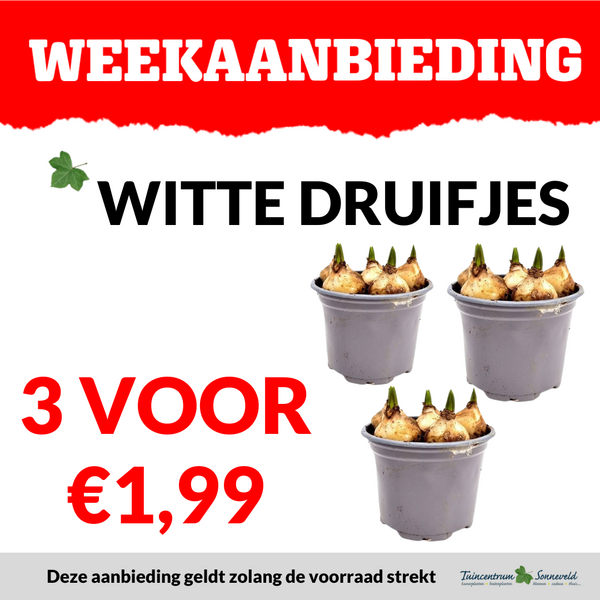 WITTE DRUIFJES 3 VOOR €1,99